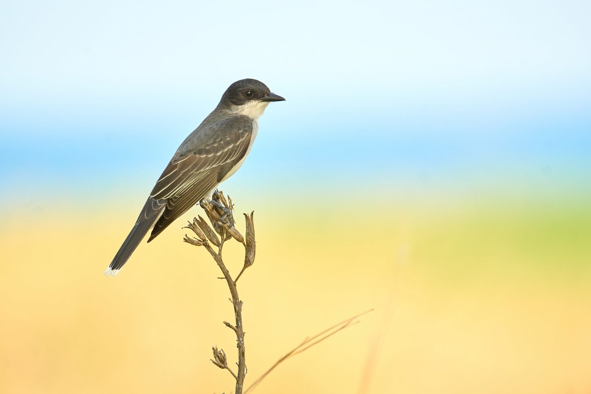 Eastern Kingbird - ML620577958