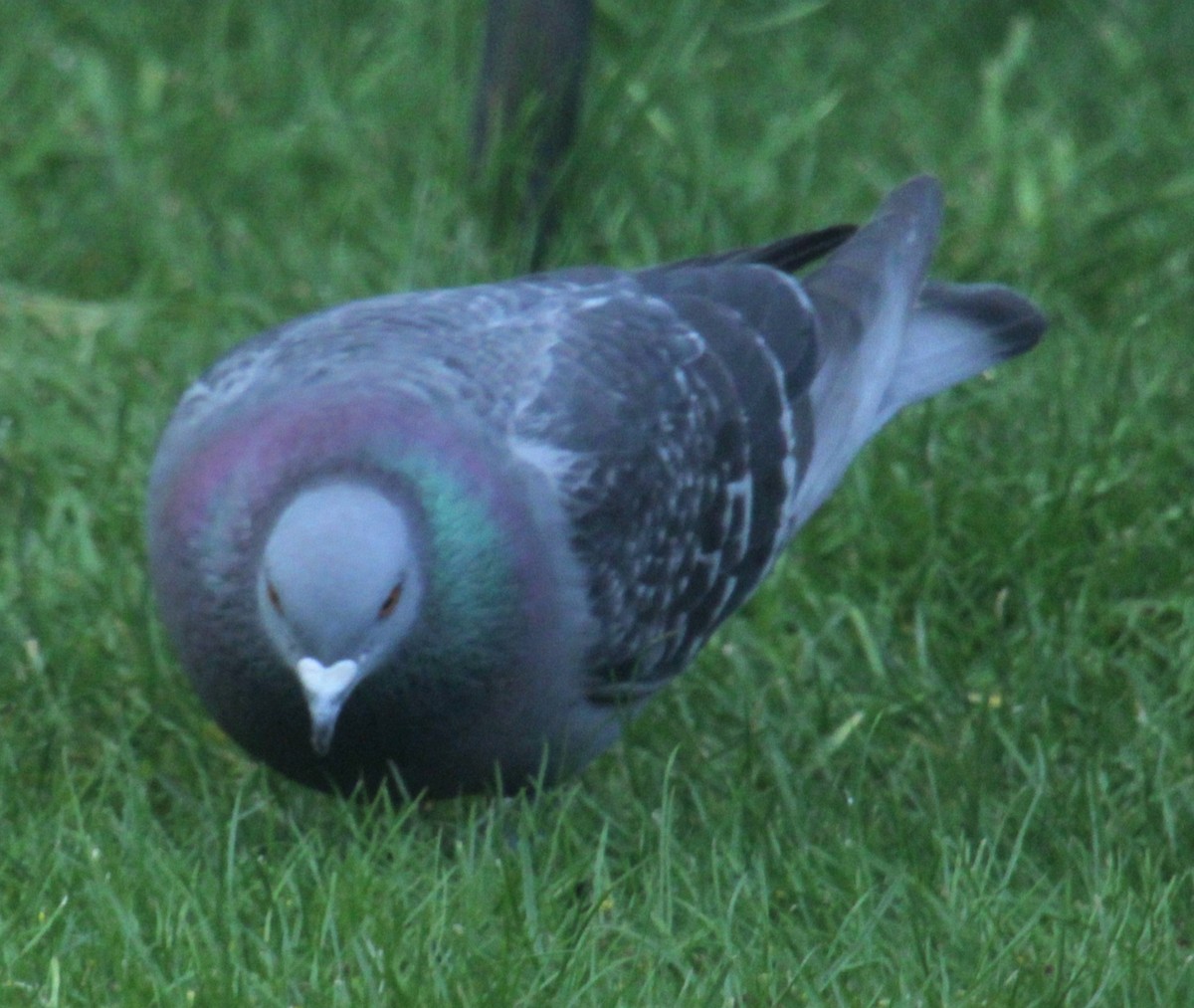 Rock Pigeon (Feral Pigeon) - ML620577960