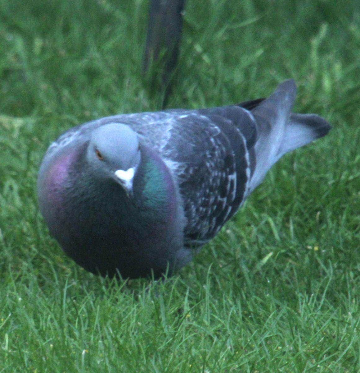 Rock Pigeon (Feral Pigeon) - ML620577962