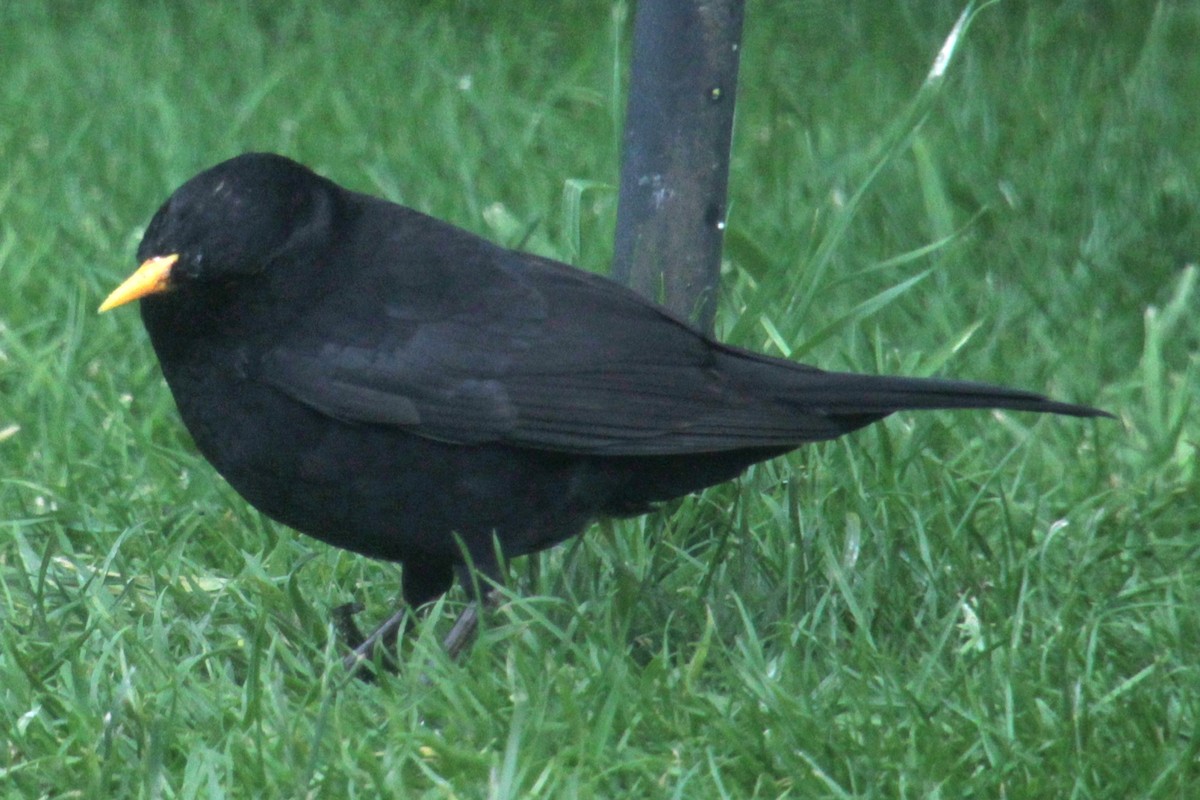 Eurasian Blackbird - ML620577968