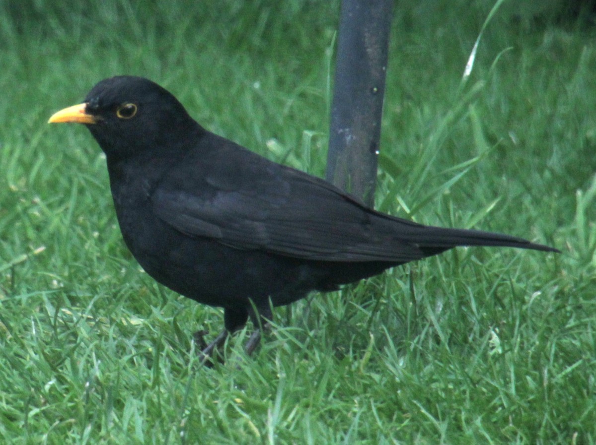 Eurasian Blackbird - ML620577969