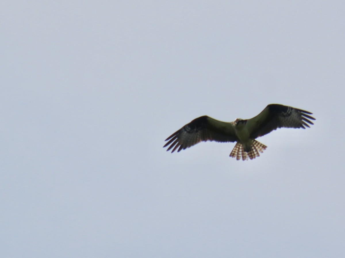 Balbuzard pêcheur - ML620577974