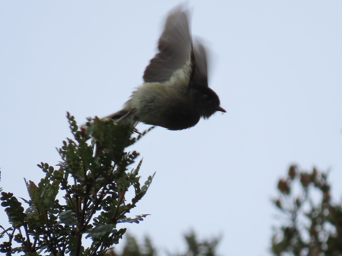 Black-capped Flycatcher - ML620577989