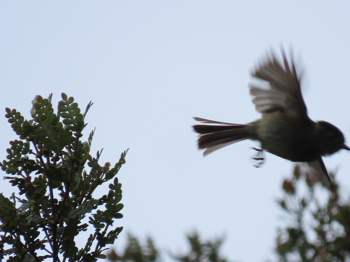 Black-capped Flycatcher - ML620577990