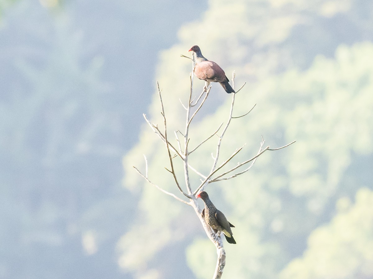 Scaled Pigeon - Bob Friedrichs