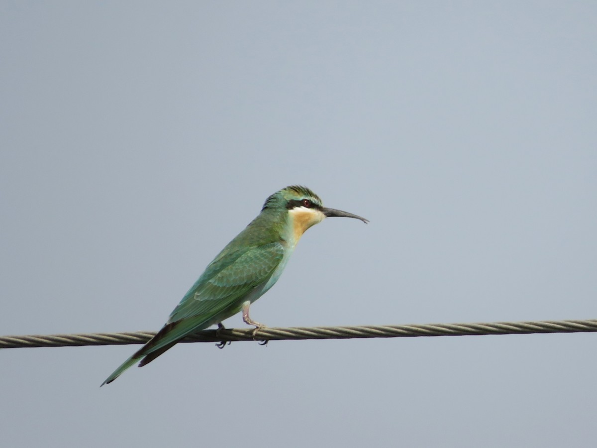 Blue-cheeked Bee-eater - ML620578001