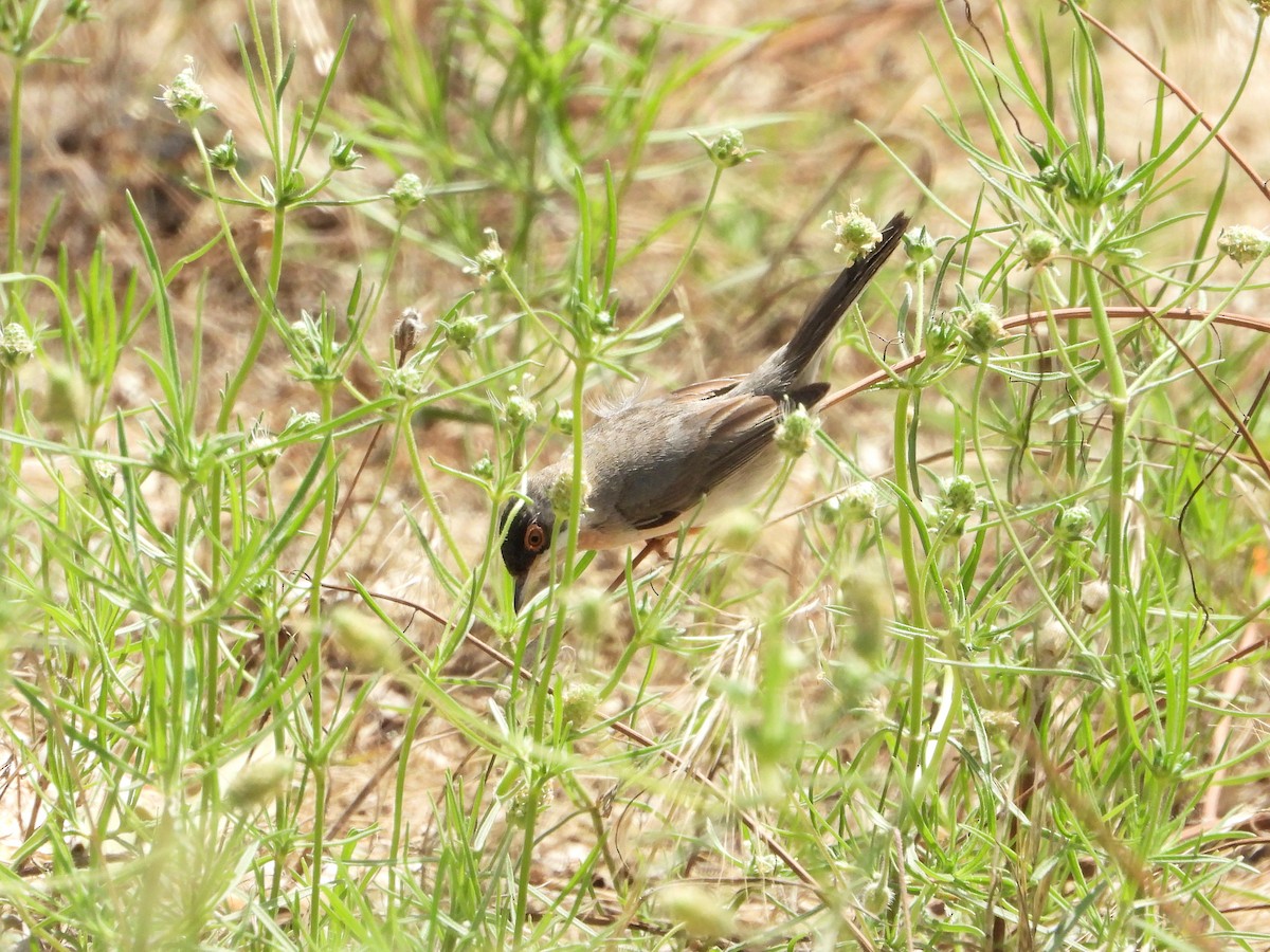 Menetries's Warbler - ML620578011