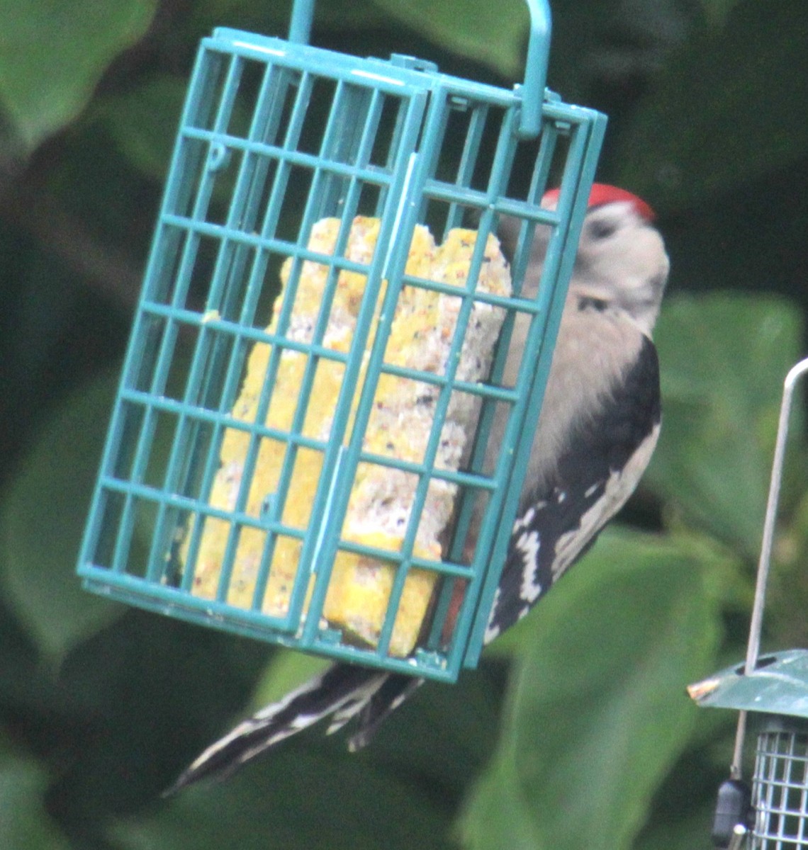 Great Spotted Woodpecker (Great Spotted) - ML620578013
