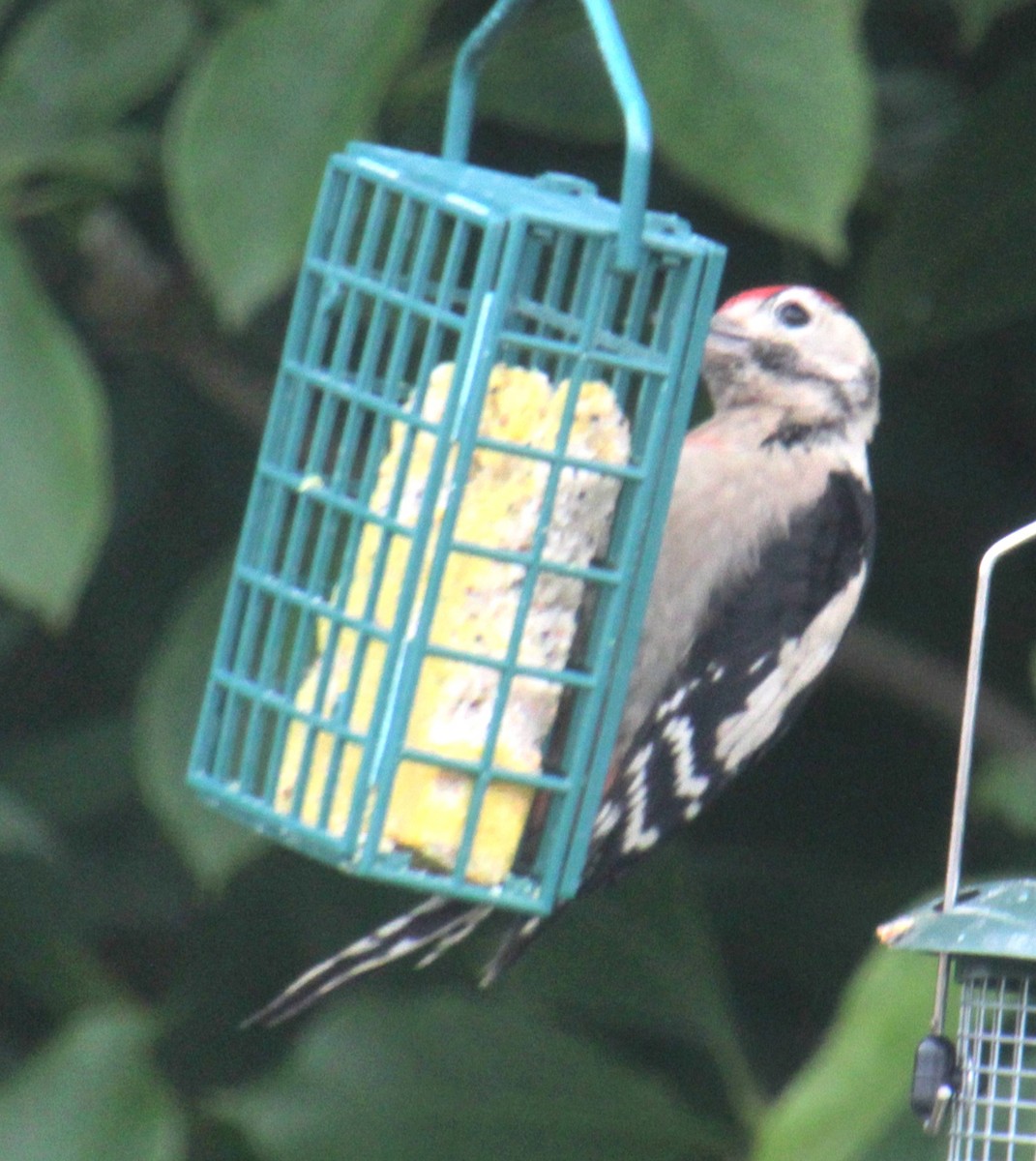 Great Spotted Woodpecker (Great Spotted) - ML620578014