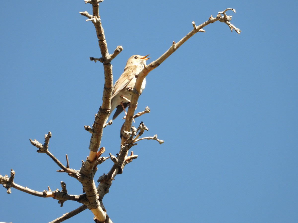 Vireo Gorjeador - ML620578016