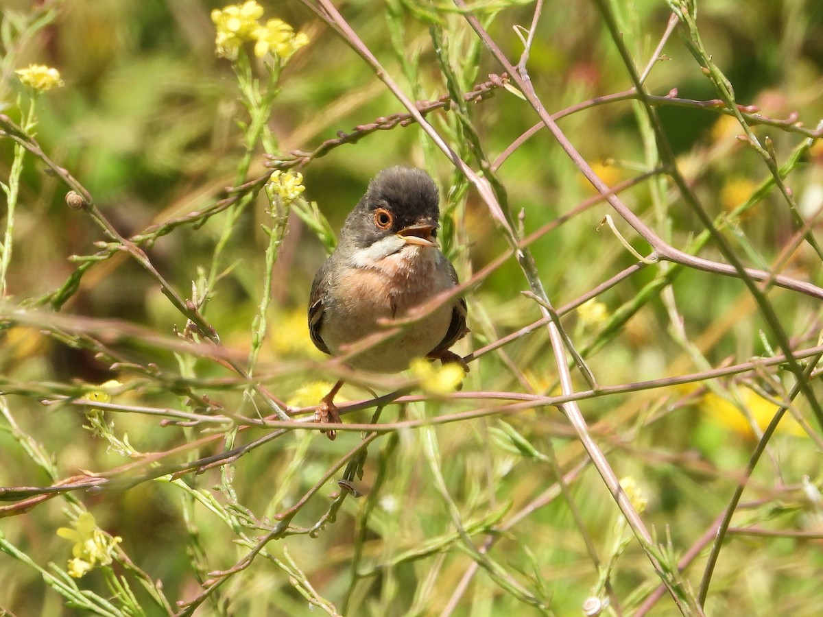 Menetries's Warbler - ML620578021