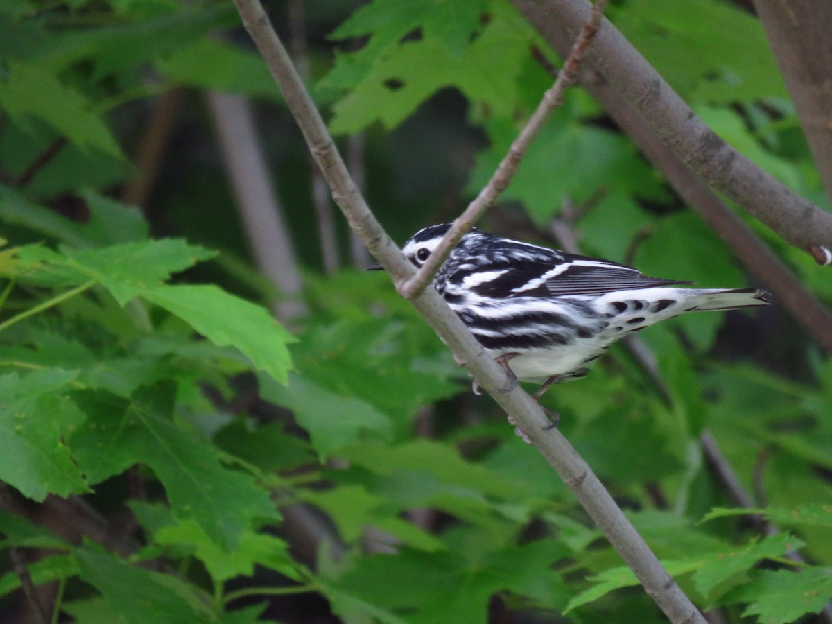 Black-and-white Warbler - ML620578026