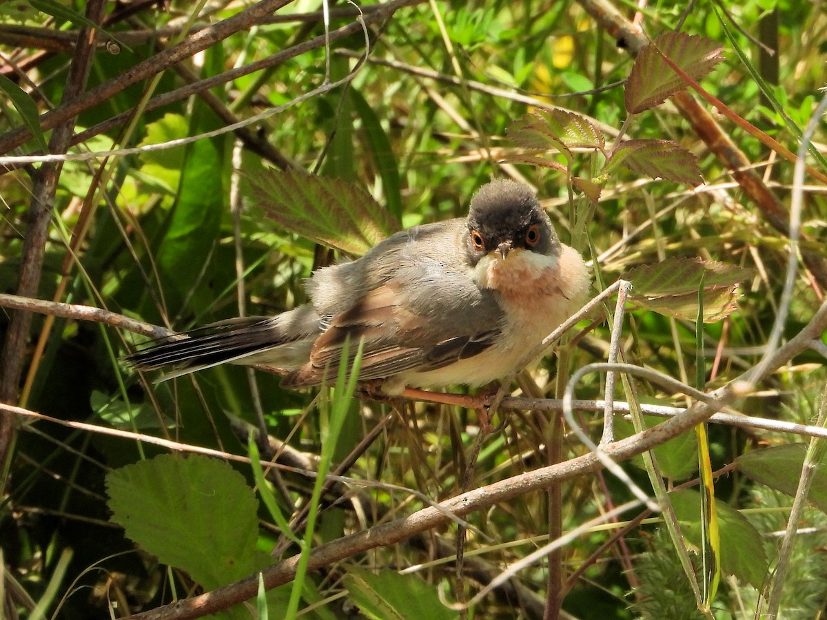 Menetries's Warbler - Martin Rheinheimer