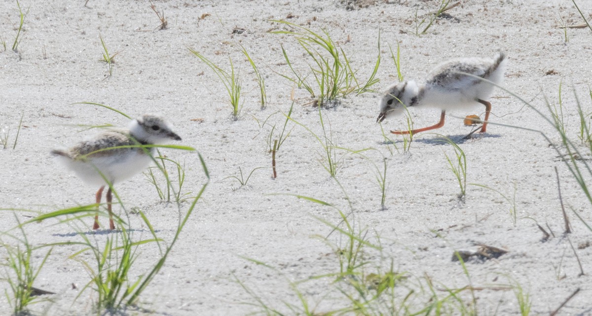 Piping Plover - ML620578034