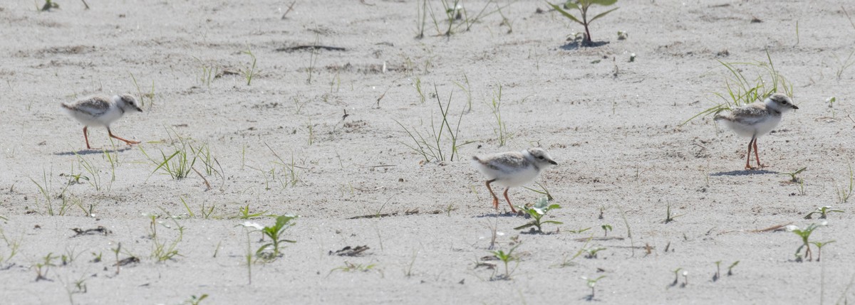 Piping Plover - ML620578035