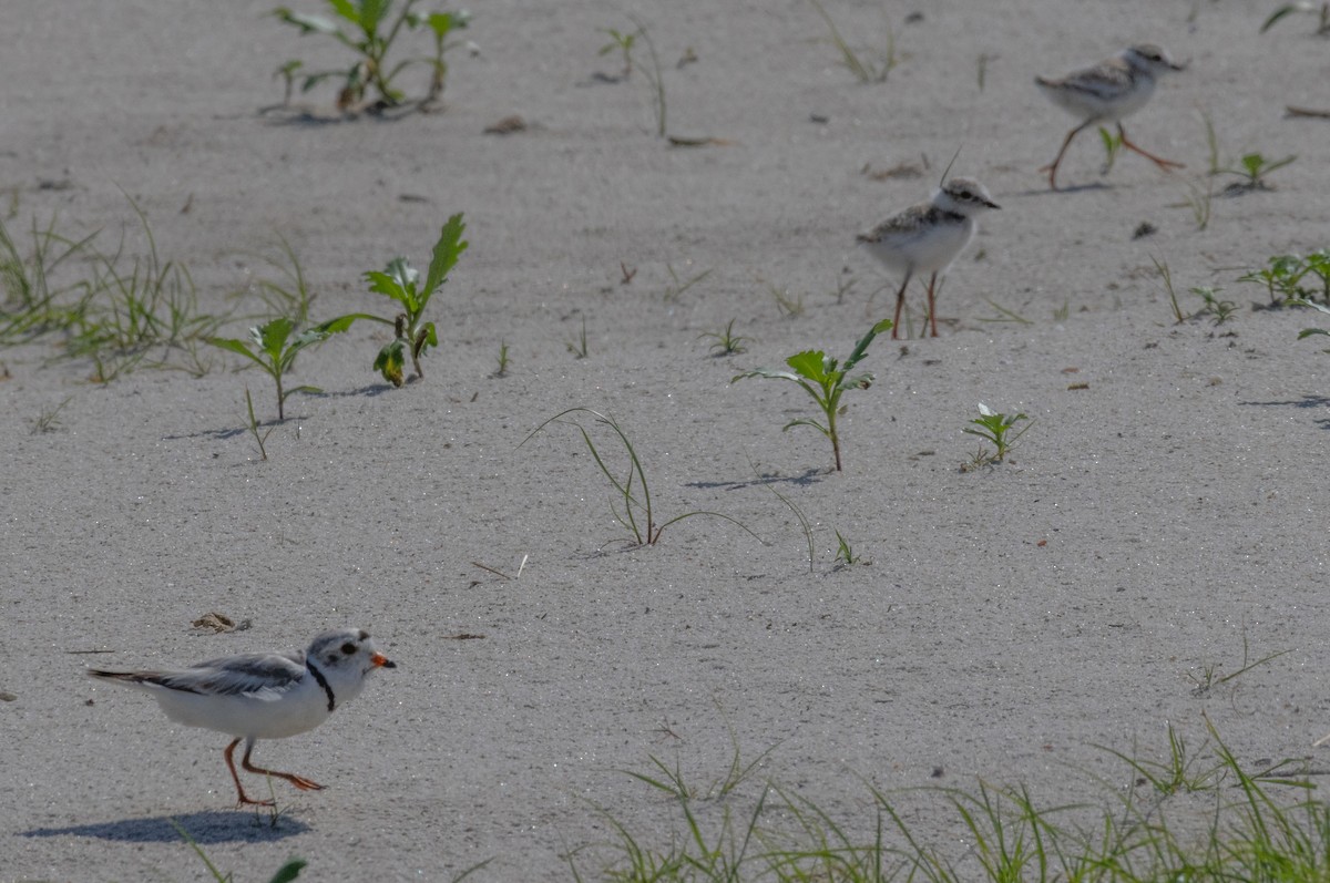 Piping Plover - ML620578036