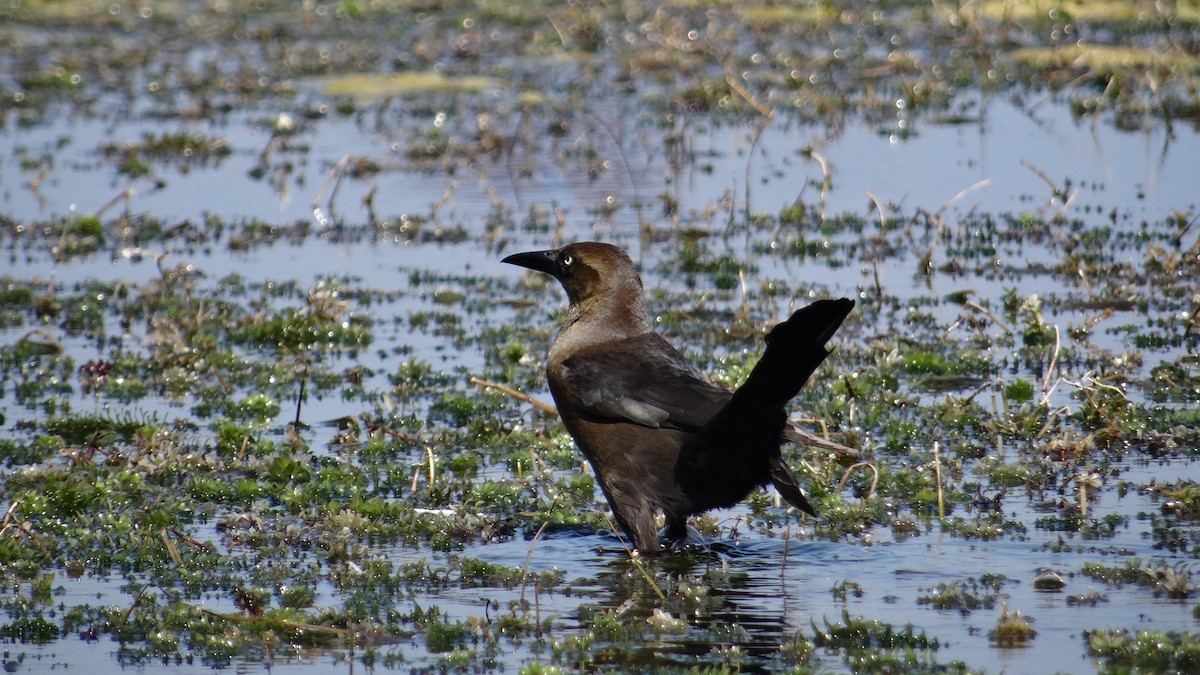 Great-tailed Grackle (Great-tailed) - ML620578049