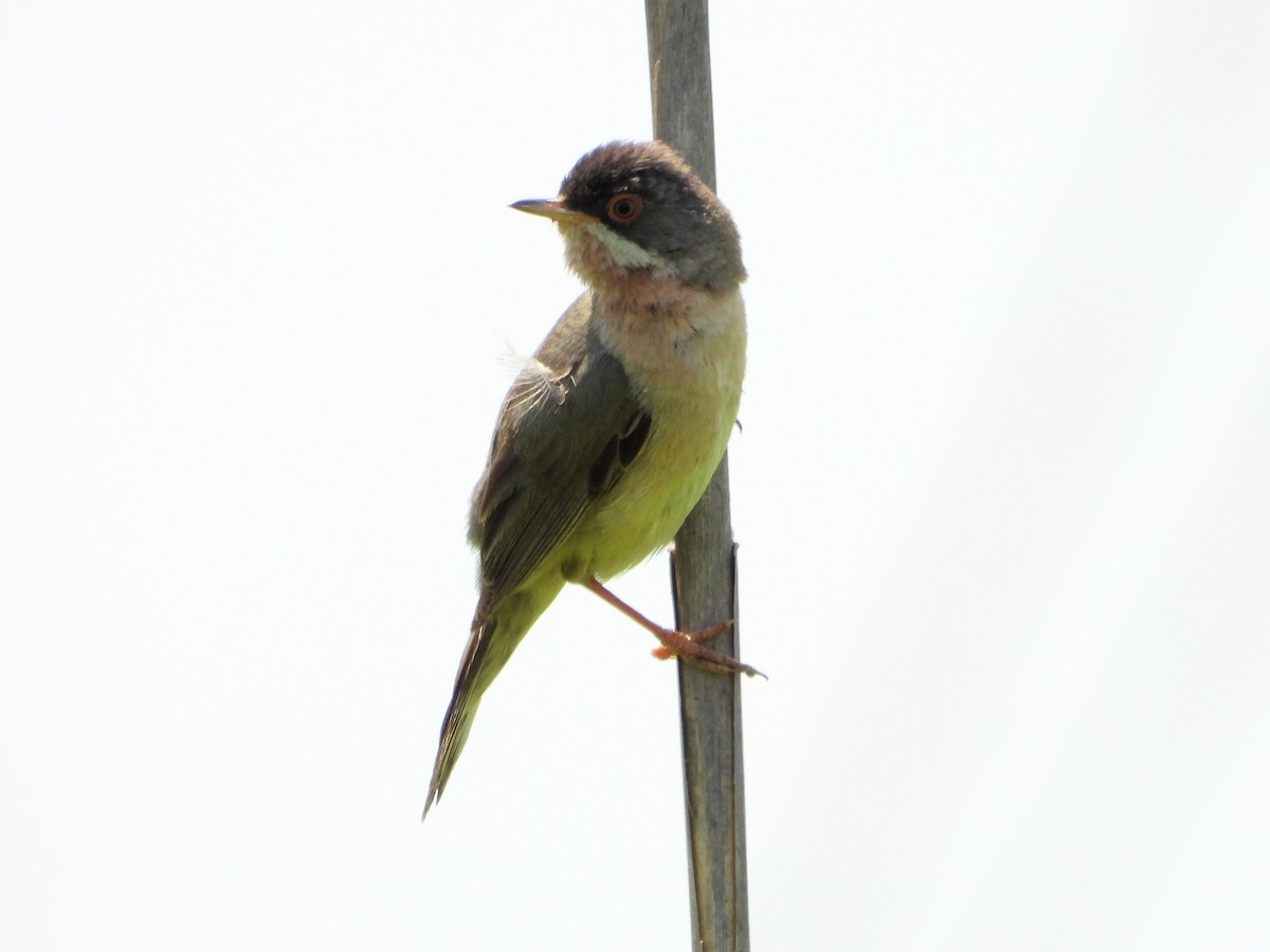 Menetries's Warbler - ML620578067