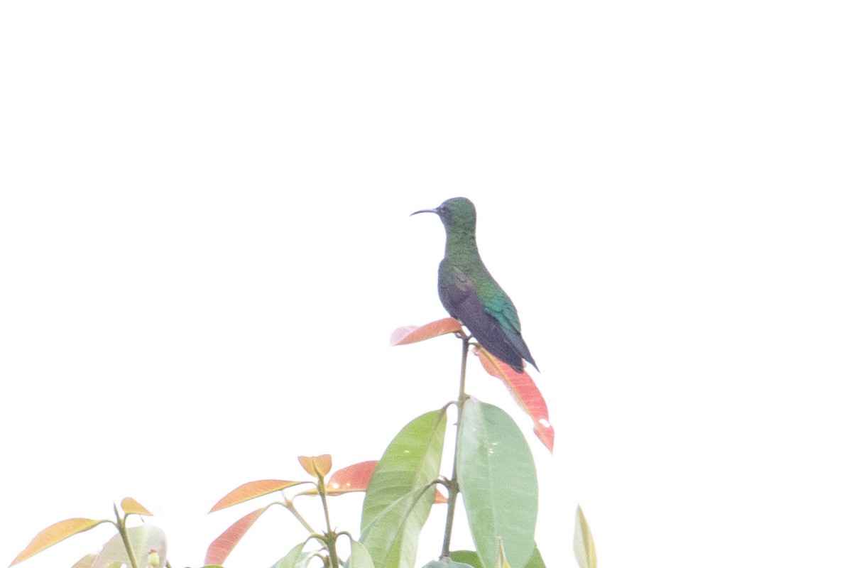 kolibřík zelenokostřečný - ML620578069