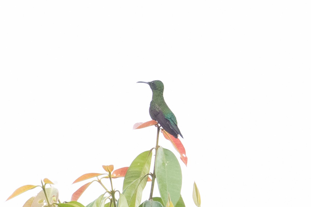 kolibřík zelenokostřečný - ML620578070