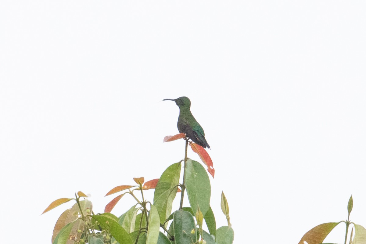 kolibřík zelenokostřečný - ML620578071