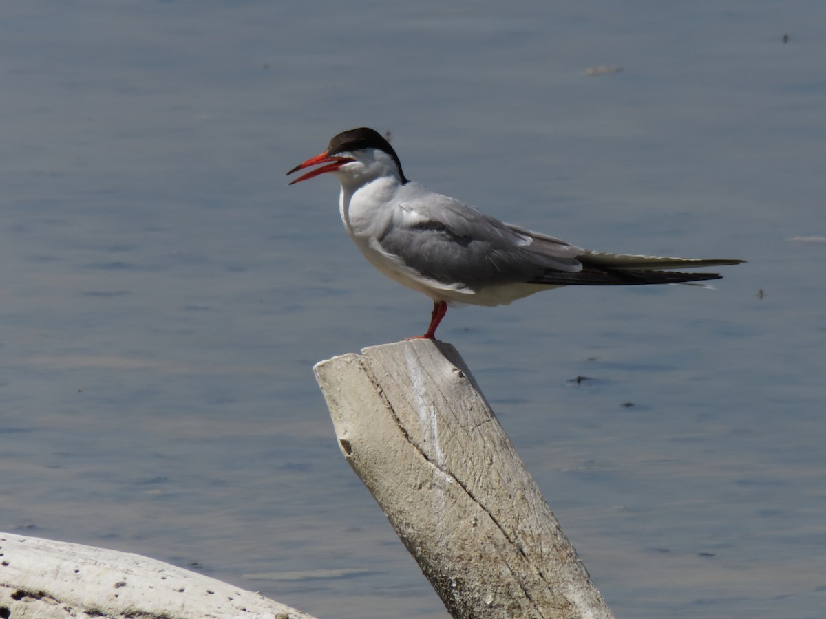 Common Tern - ML620578074