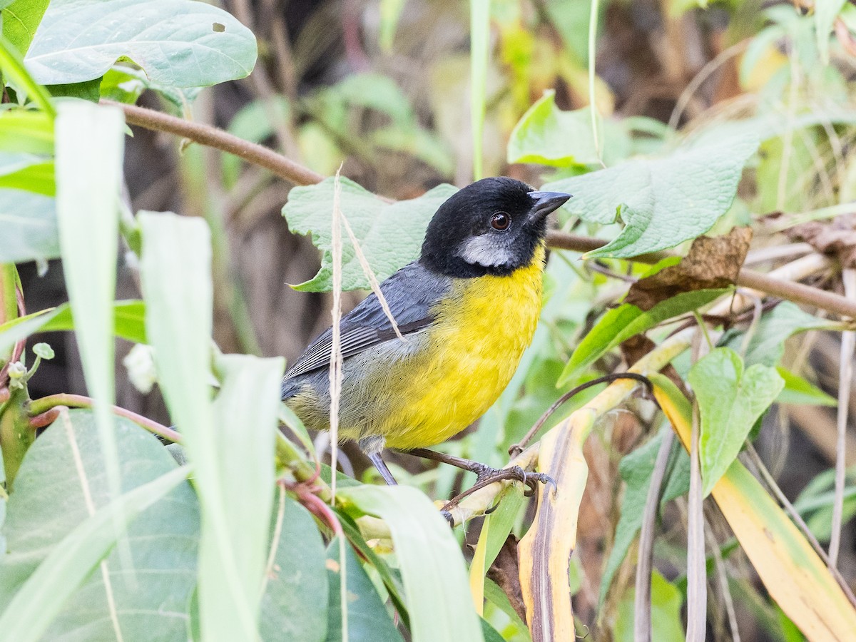 Santa Marta Brushfinch - ML620578076