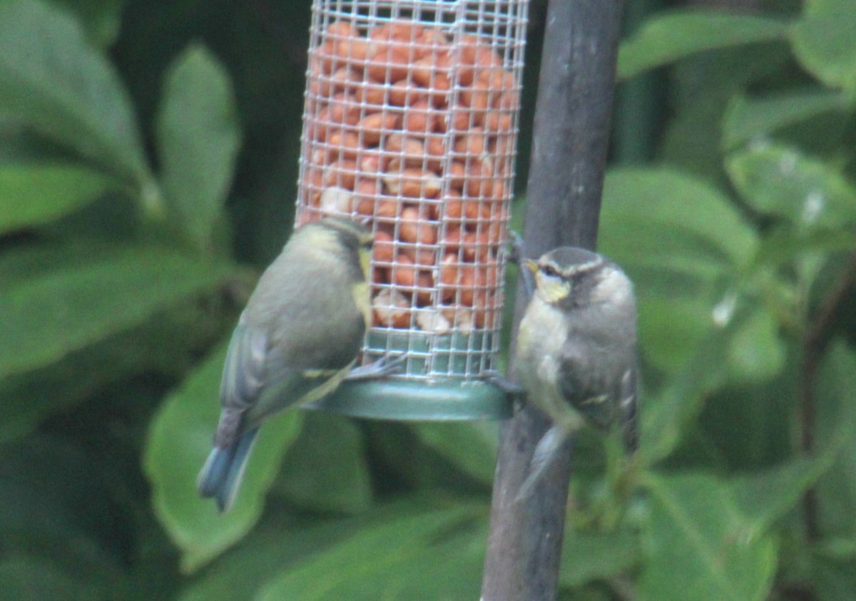 Eurasian Blue Tit - ML620578085