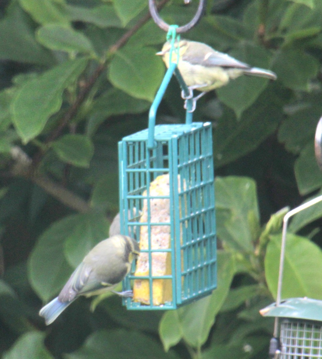 Eurasian Blue Tit - Samuel Harris