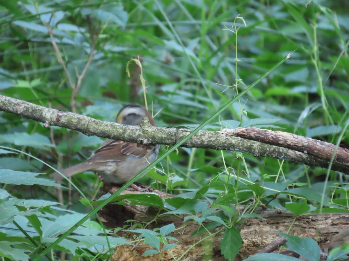 White-throated Sparrow - ML620578093