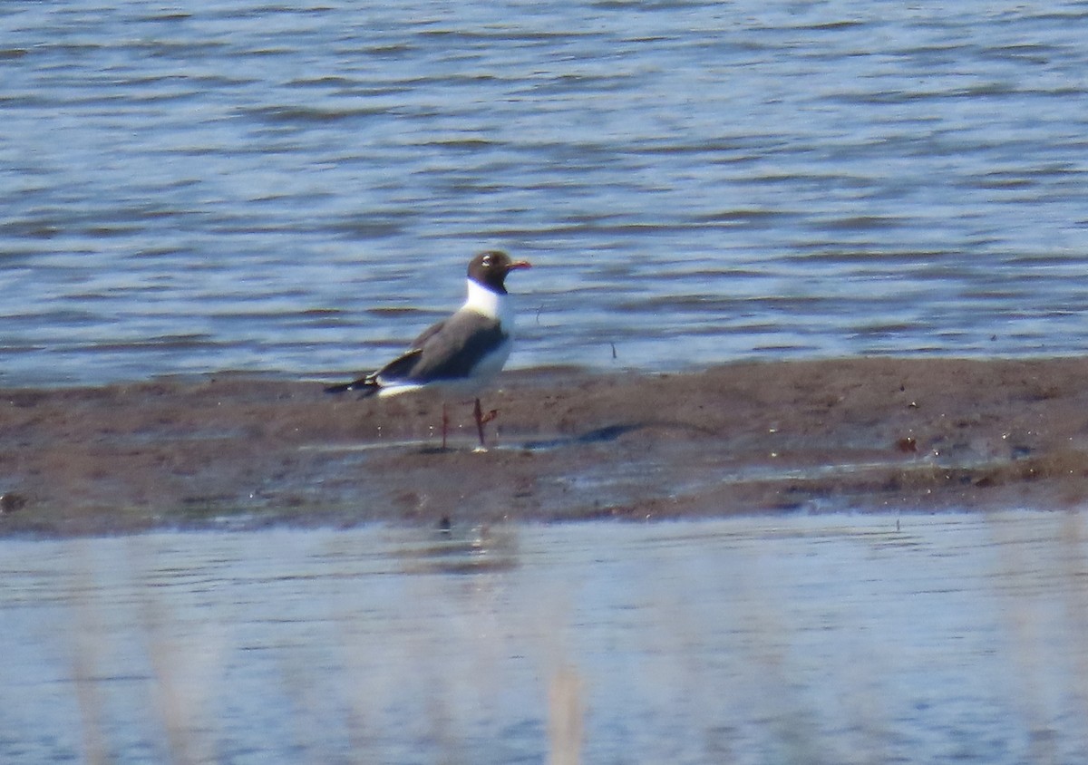 Mouette atricille - ML620578094