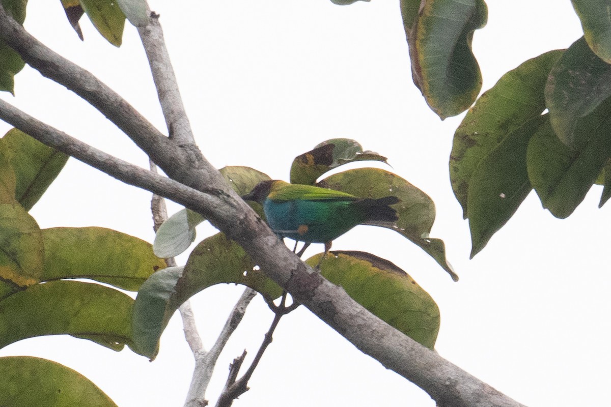 Bay-headed Tanager - ML620578098