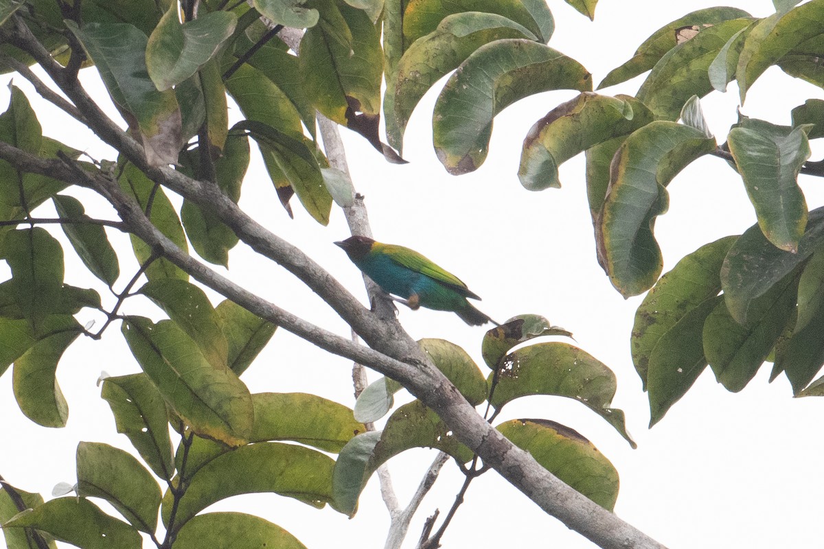 Bay-headed Tanager - ML620578099
