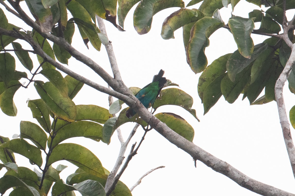 Bay-headed Tanager - ML620578100