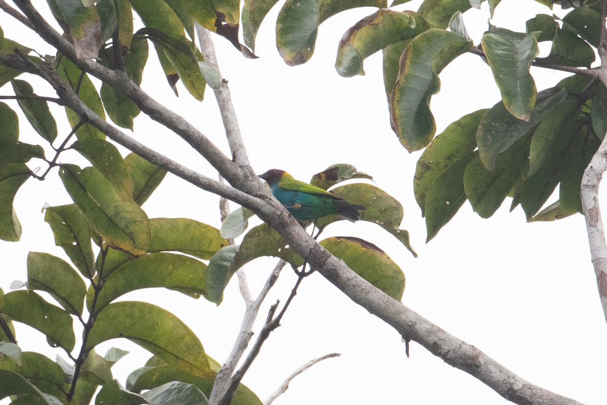 Bay-headed Tanager - ML620578101