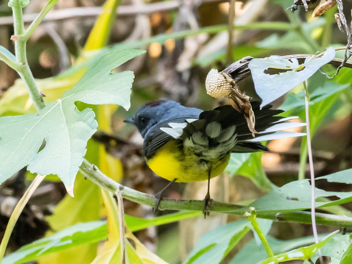 Slate-throated Redstart - ML620578107