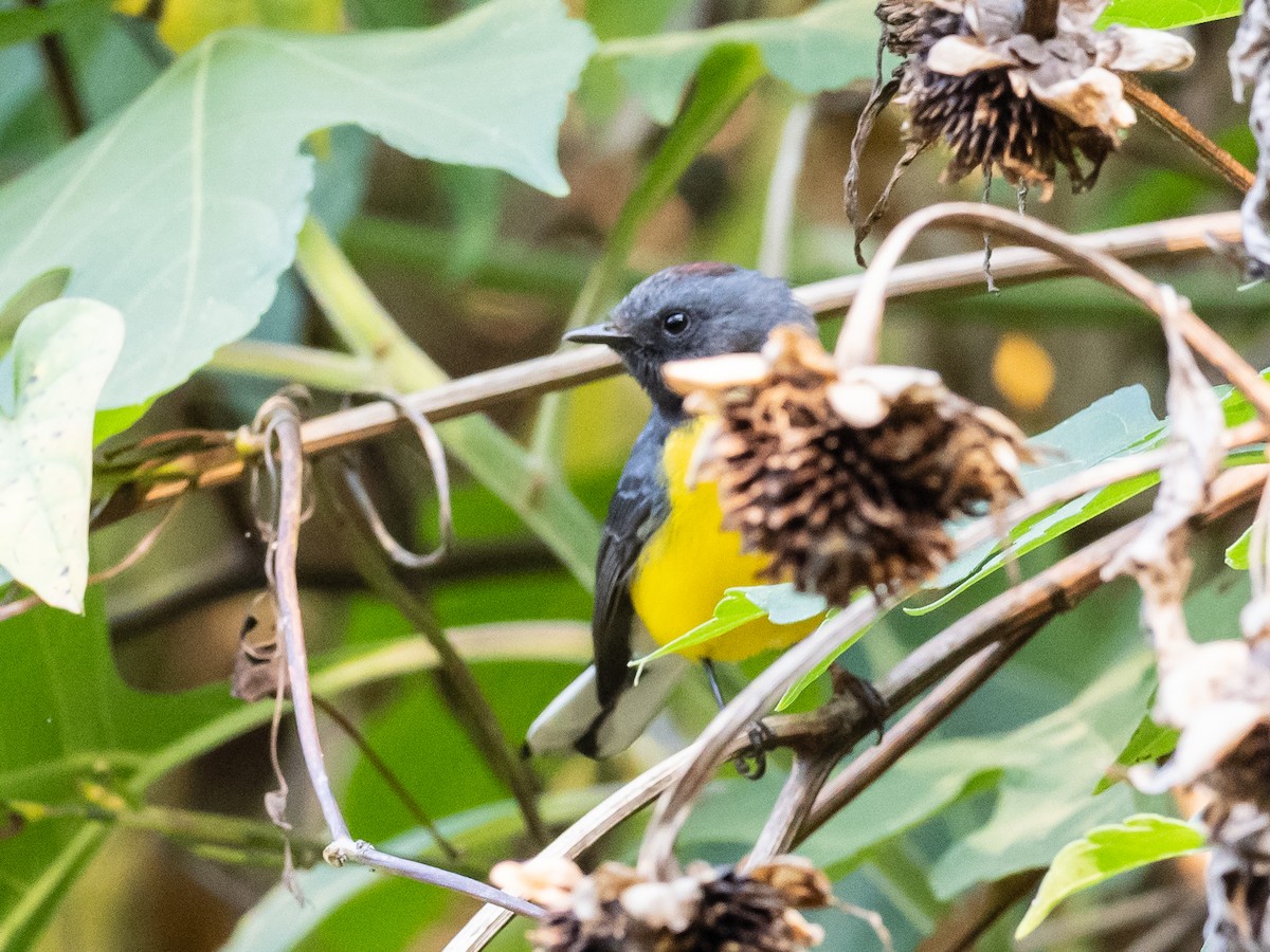 Slate-throated Redstart - ML620578108