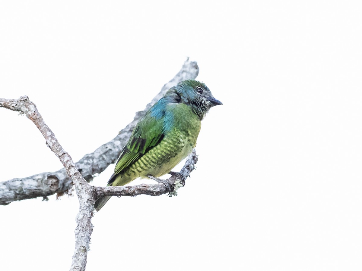 Swallow Tanager - ML620578121