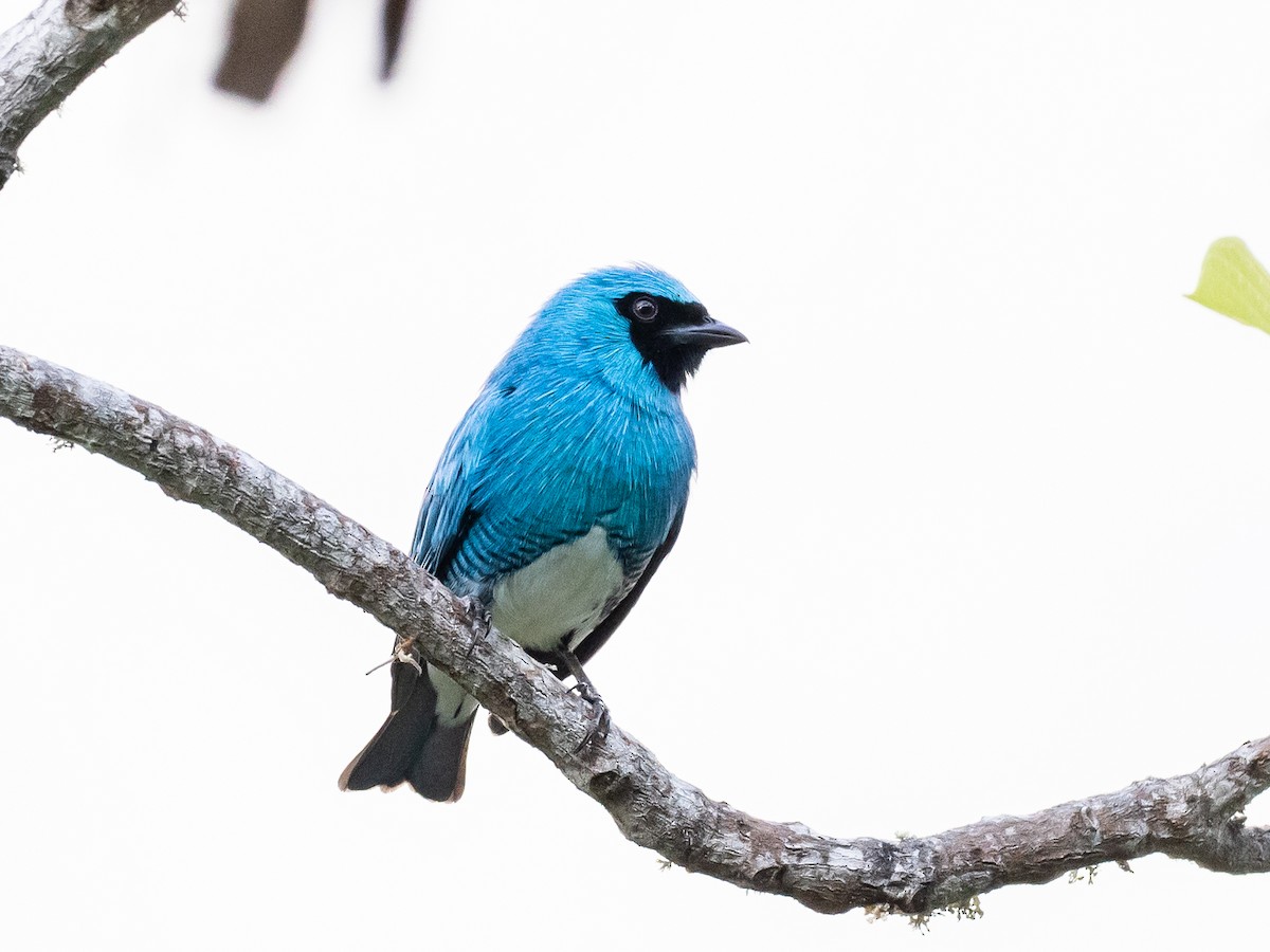 Swallow Tanager - ML620578122