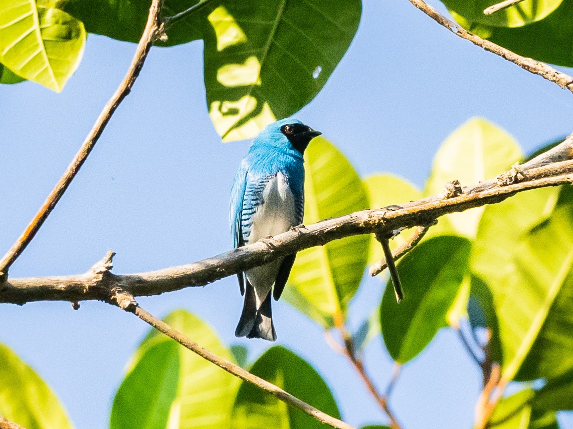 Swallow Tanager - ML620578123