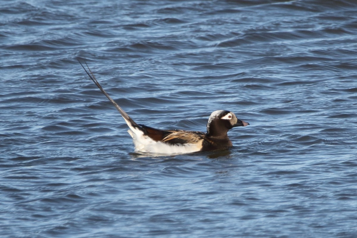 Long-tailed Duck - ML620578124