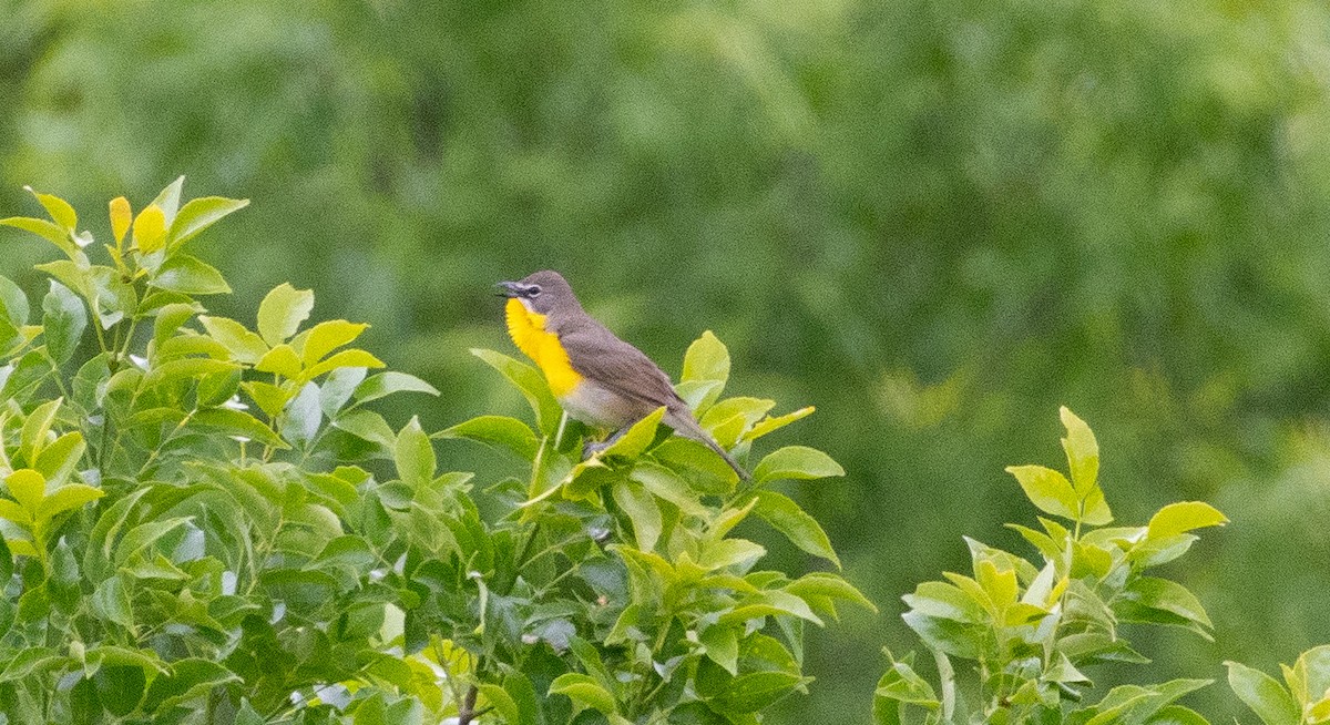 Yellow-breasted Chat - ML620578139