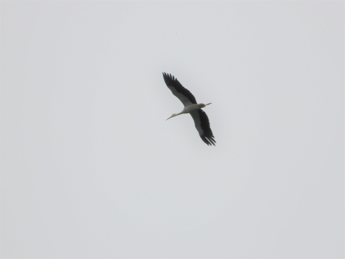 White Stork - ML620578146