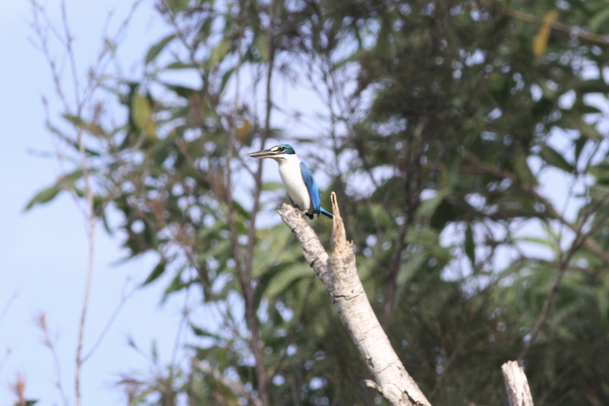 Collared Kingfisher - ML620578149