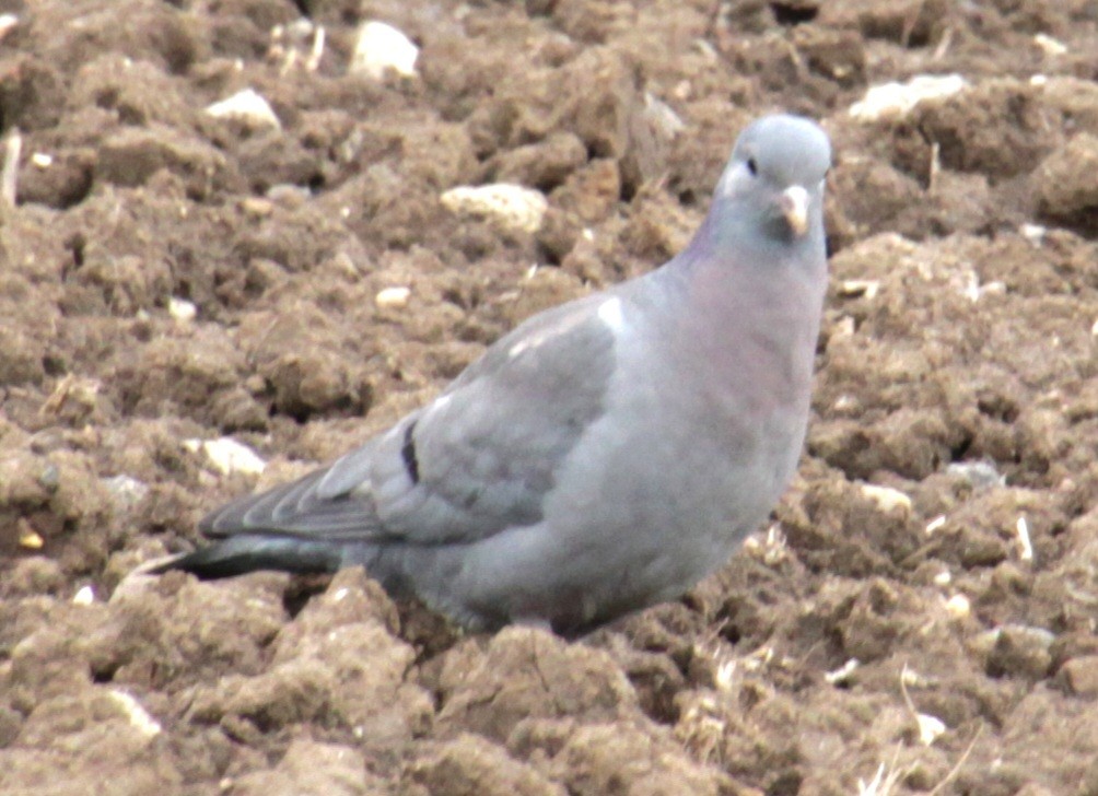 יונת עצים - ML620578151