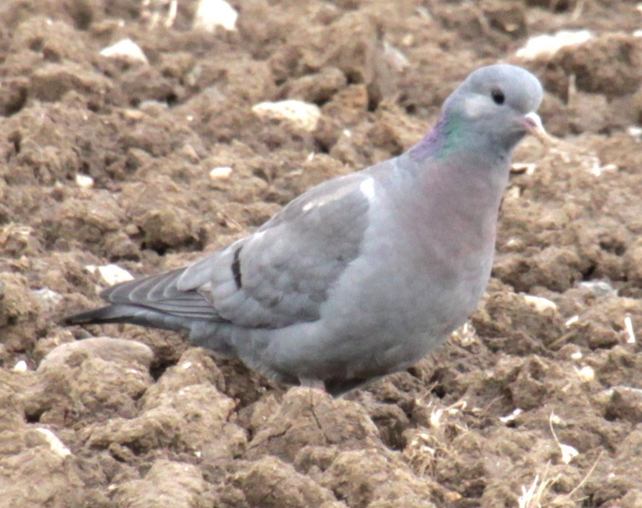 Pigeon colombin - ML620578152