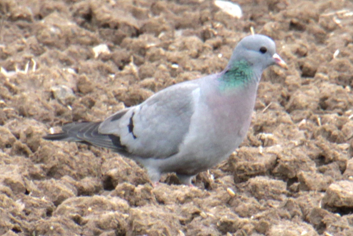 Stock Dove - ML620578153