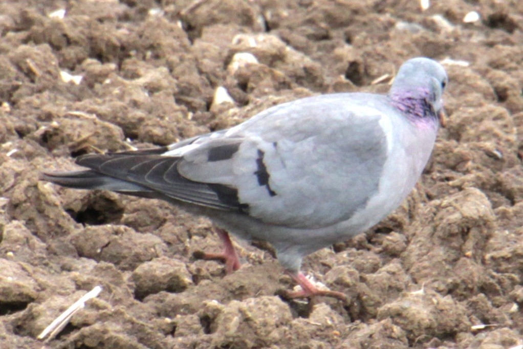 Pigeon colombin - ML620578154