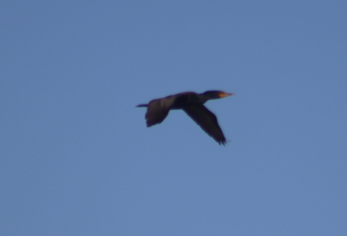 Double-crested Cormorant - Marie Barnidge-McIntyre