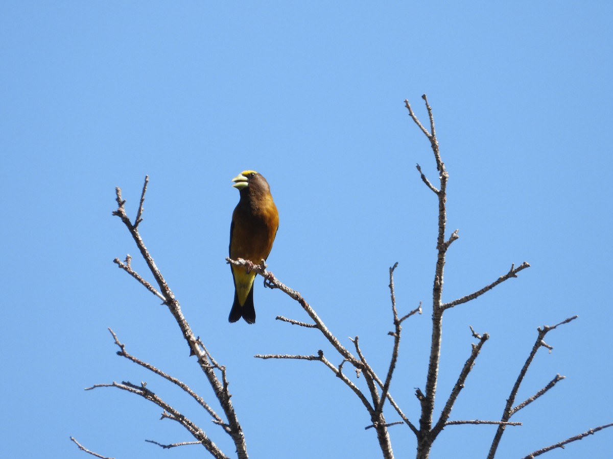 Evening Grosbeak - ML620578156